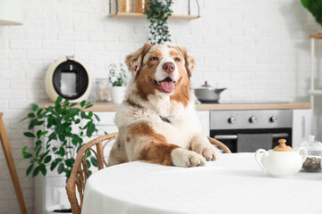 Cute Australian Shepherd dog sitting at table in kitchen
