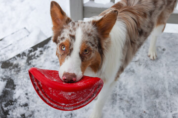 dog playing with toy in snow