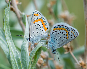 butterflies mating on a plant
