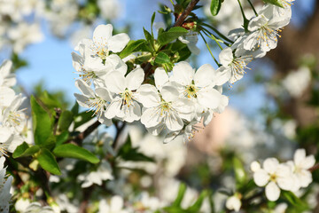 Beautiful blossoming tree branches outdoors on blue sky background, closeup