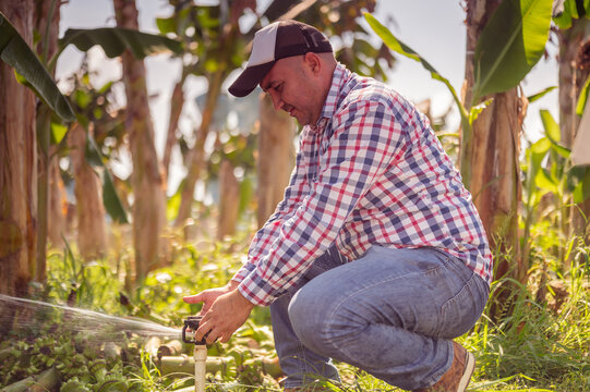 Portrait of farmer watering his banana plants.