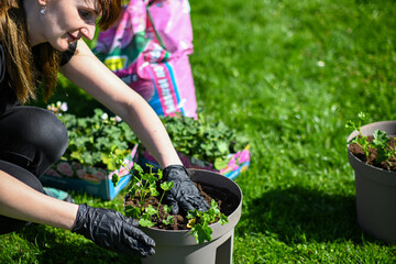 a woman in gloves transplants Muscat flowers into a flowerpot. Beautiful green grass in the...