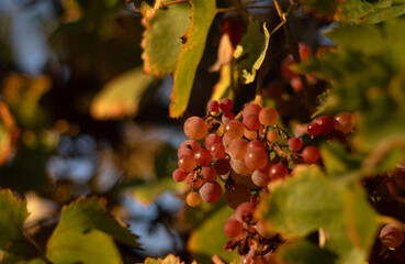 pink grapes at a sunset in a vineyard