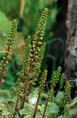 Ombelico di venere, Navelwort or Pennywort, (Umbilicus rupestris). Sardinia, Italy