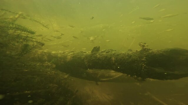Lake underwater ambiance_ a school of roach swims above submerged branches. Greenish hue. Check my gallery for similar footage. 