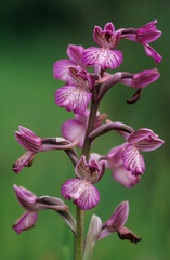 Anacamptis (Orchis) x bornemanni 'Moon Princess' Hybrid wild orchid, Orchis x bornemanni (longicornu x papilionacea) Sardinia, Italy.
