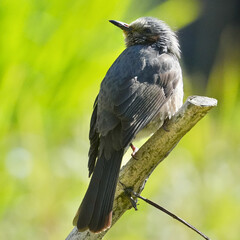 brown eared bulbul in a forest
