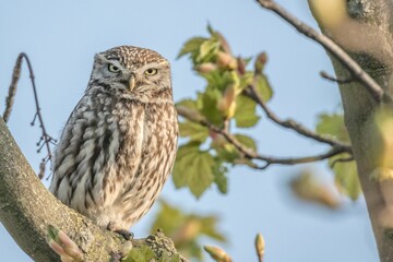 Little owl perched on a branch in a tree