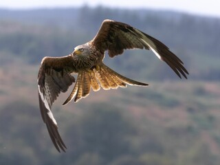 Red Kite flying with wings extended in the air