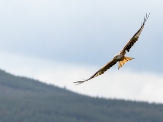 Red Kite flying close to the ground above fields and hills