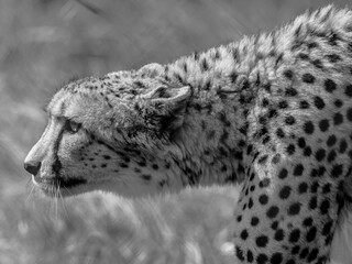 Monochrome image of a Cheetah in tall grass