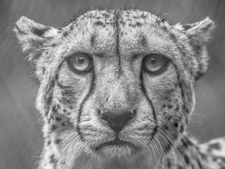Monochrome photo of a wild cheetah in its natural habitat