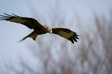 Red Kite flying in North East England