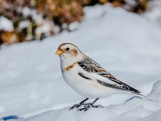 Snow Bunting bird in Cairngorm Mountains on a sunny snowy day