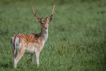 Fototapeta premium Fallow deer stag on Isle of Mull