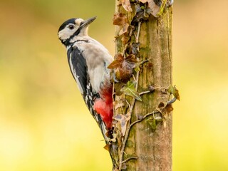 Great Spotted Woodpecker perched on a tree trunk