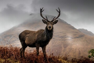 Majestic red deer stag in the Scottish Highlands