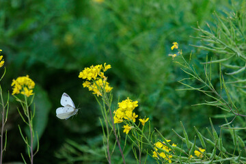 黄色い花とモンシロチョウ