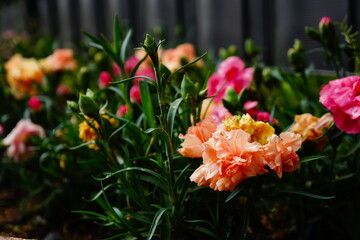 Close-up of colorful flowers surrounded by green grass