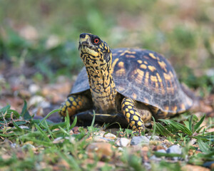 Eastern Box Turtle in Dover, Tennessee