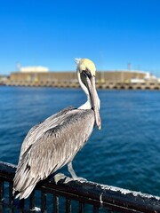 Pelican perched on a railing, gazing at the water below