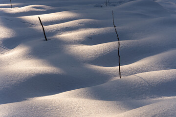 Światło i cienie na śniegu w zimowym lesie - obrazy, fototapety, plakaty