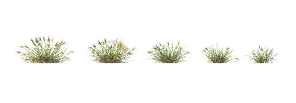 Aristida behriana, bunch wire grass, brush wire grass, bushes, shrubs, evergreen, small tree, bush, tree, big tree, light for daylight, easy to use, 3d render, isolated
