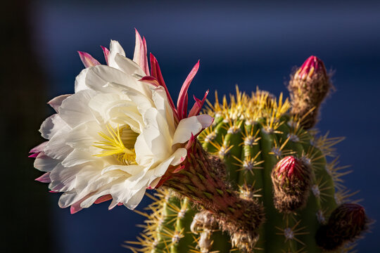 Saguaro Flower Images  Browse 29,981 Stock Photos, Vectors, and Video |  Adobe Stock