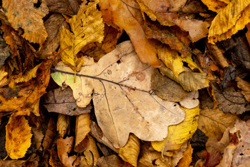 Opadłe jesienne liście w rudościach i brązach