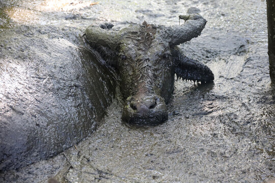 Mud buffalo or B. bubalis carabanesis wallow in mud to lower their body temperature.