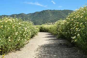 Fototapeta na wymiar Camino de arena rodeado de flores margaritas con la montaña de fondo en un ambiente primaveral