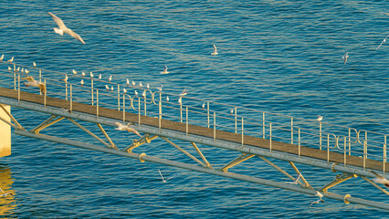 Doha, Qatar- Jan 14 2024, Aerial view of the narrow pier with lots of seagulls and albatrosses...
