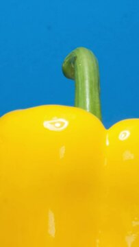 Close up of a yellow bell pepper on a blue background, a staple food ingredient