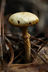 Little Mushroom in the Forest