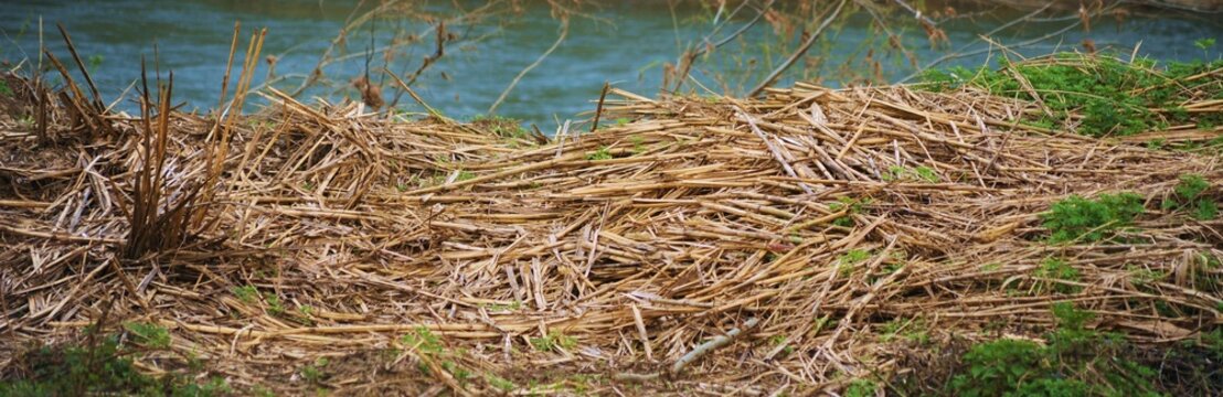 Paglia sparsa sul terreno lungo un fiume