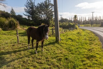 Horse on a paddock in the town of Broadwood, Broadwood, Northland, New Zealand.
