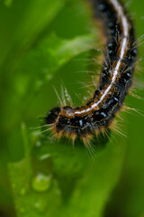 Caterpillar in nature
