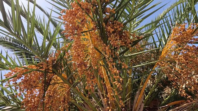 Date palm trees with ripe fruits hanging from them. Palm Tree with date fruits, canary yellow date , Morocco has palm trees with yellow dates 