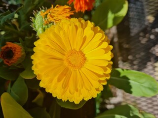 Primer plano de una flor de caléndula amarilla al sol