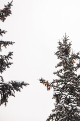 Colorado snowy trees on a powder day