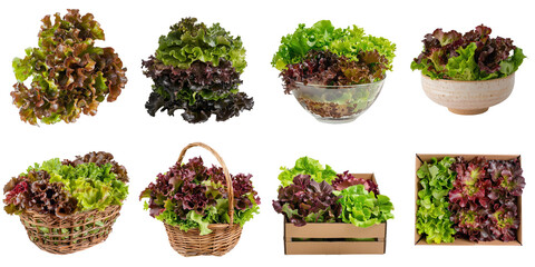Oak lettuce png set collection in 3d transparent no background.