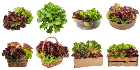 Oak lettuce png isolated set in 3d transparent using for presentation.