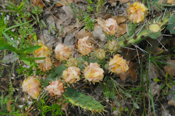 Top view of prickly pear cactus with buds for bloom in Texas nature.