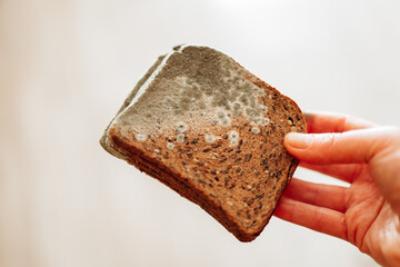  Mold on bread.Mold stains on whole grain bread in hands close-up.Spoiled baked goods.Stale bread. Whole grain bread in green mold.Expired product with mold.Expired product expiration date 