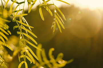 Honey mesquite tree fresh spring season leaves closeup with copy space on golden hours sunset...