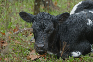 Wet fur of calf cow in rain weather on farm.