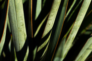 Texas yucca plant leaves closeup showing green color and leaf texture.