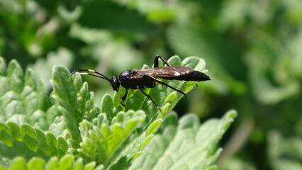 Ichneumon wasp (Stenichneumon culpator), female on a catmint leaf