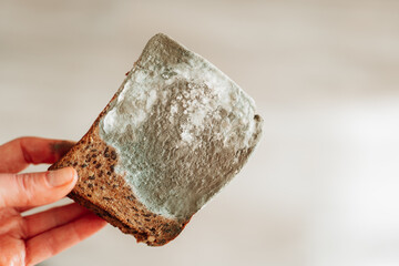 Mold stains on whole grain bread in hands close-up.Spoiled baked goods.Stale bread. Whole grain bread in green mold.Expired product with mold.Expired product expiration date  - 788826654