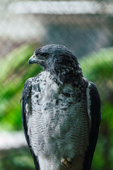 A commanding grey hawk observes its surroundings from a high perch in captivity